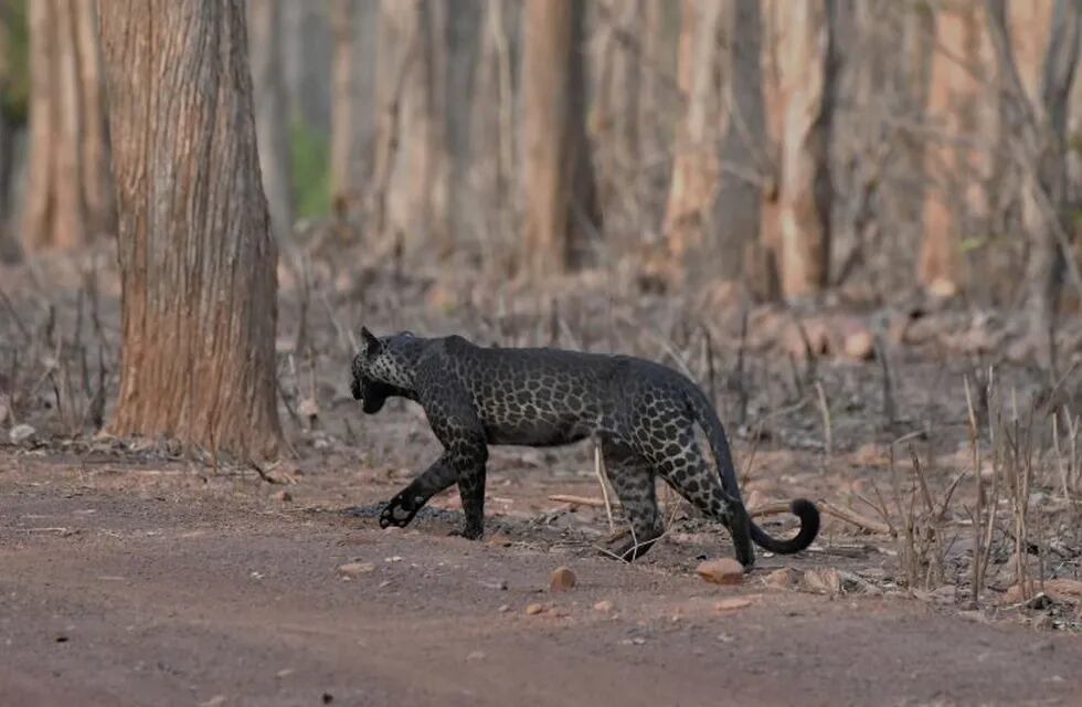 Leopardo negro (Web)