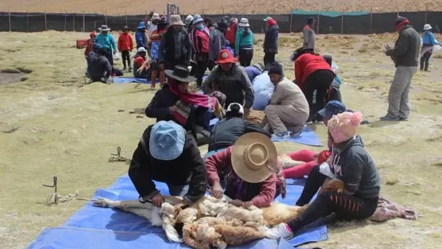 Esquila de vicuñas en Jujuy
