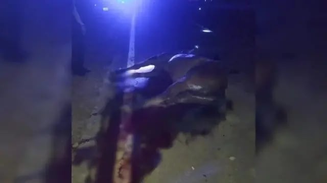 Un automóvil embistió y mató a un caballo en Bernardo de Irigoyen