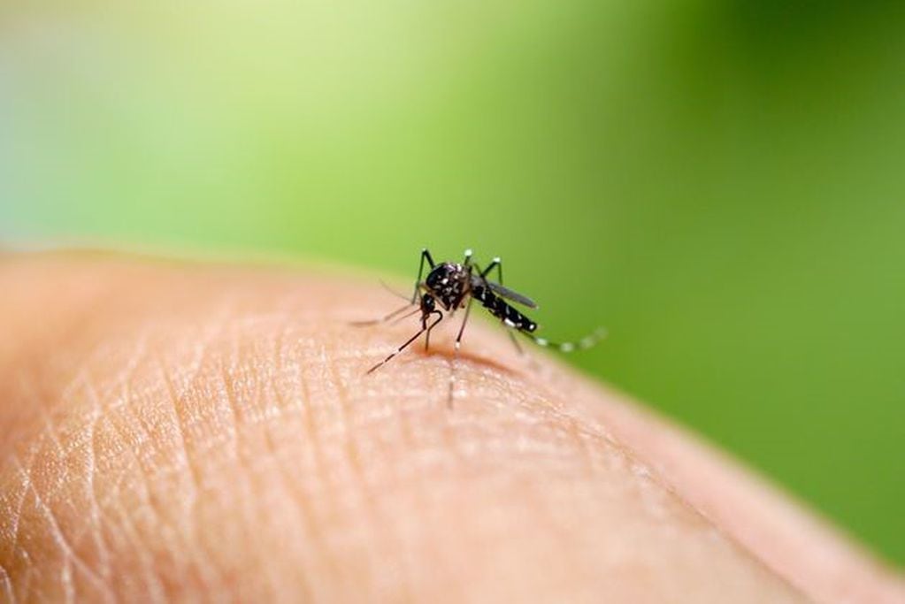 En Arroyito 36 casos de dengue