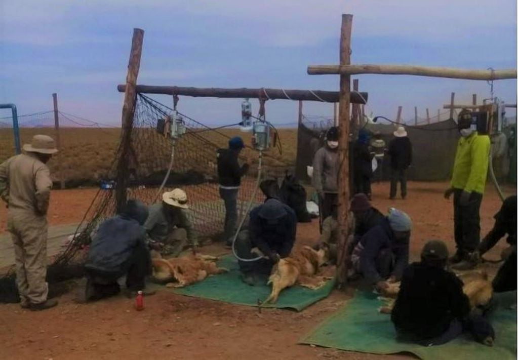 La comunidad de la localidad de Quirquinchos abocada a la tarea de esquilar las vicuñas.