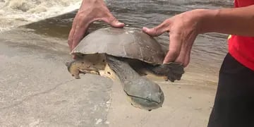 Hallaron un tortuga en el Río San Antonio