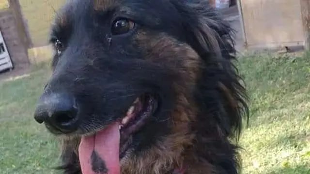 Oso, el perrito con cirrosis que necesita encontrar un hogar