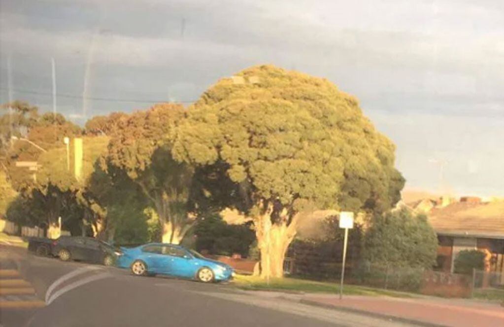 Este árbol tiene forma de brócoli.