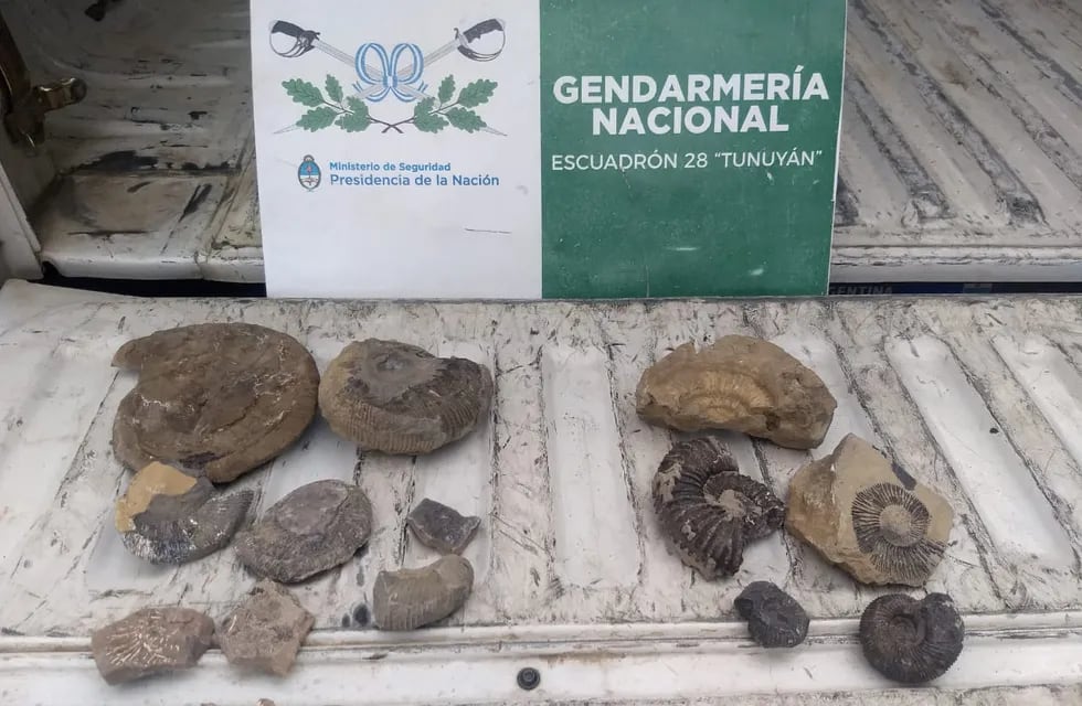 Las piezas paleontológicas secuestradas por Gendarmería durante un operativo en Ruta 40 en la localidad de Pareditas. Gentileza Gendarmería Nacional