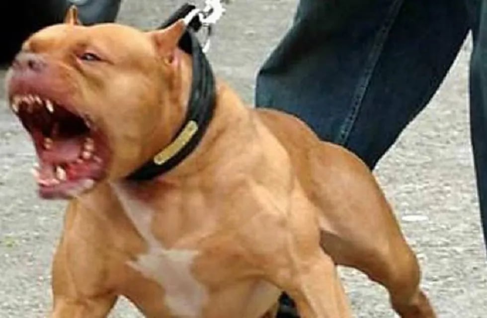 Chipeo de perros potencialmente peligrosos: incentivan a que la sociedad sanjuanina cumpla con el trámite