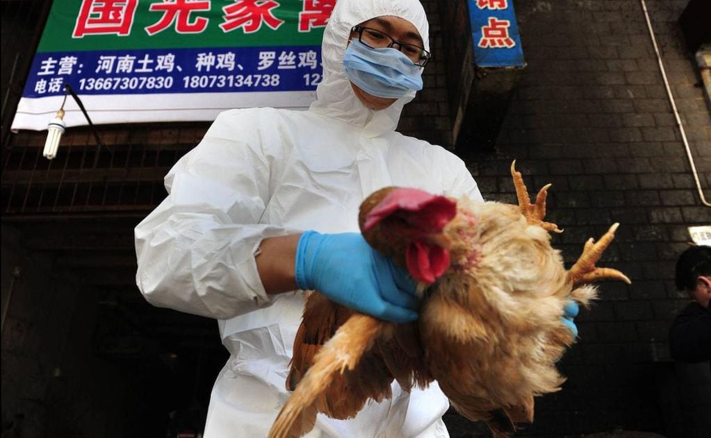 China detectó el primer caso de gripe aviar en un nene de 4 años que vive en un criadero de gallinas y cuervos.