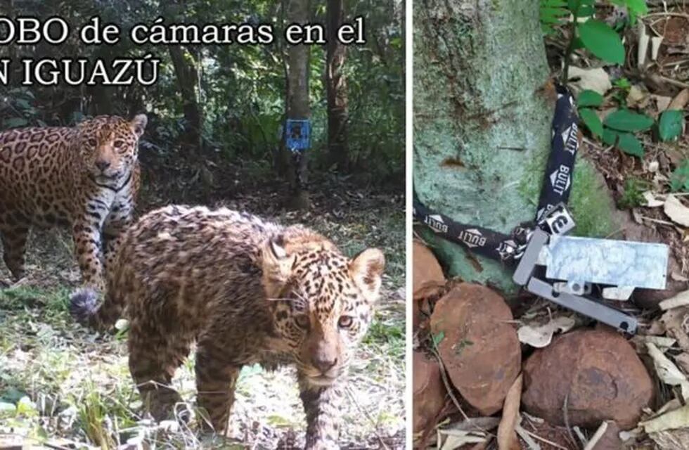 Robaron cámaras trampas del Parque Nacional Iguazú.
