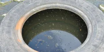 Los recipientes con agua son criaderos de estos mosquitos (La Voz / Raimundo Viñuelas).