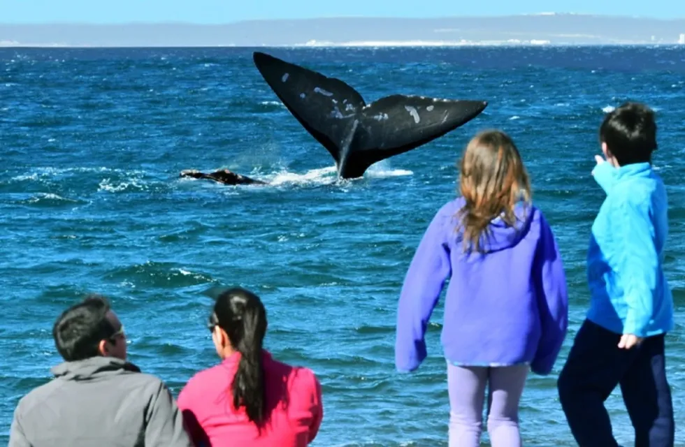 En junio comenzará la Semana de las ballenas en Chubut.