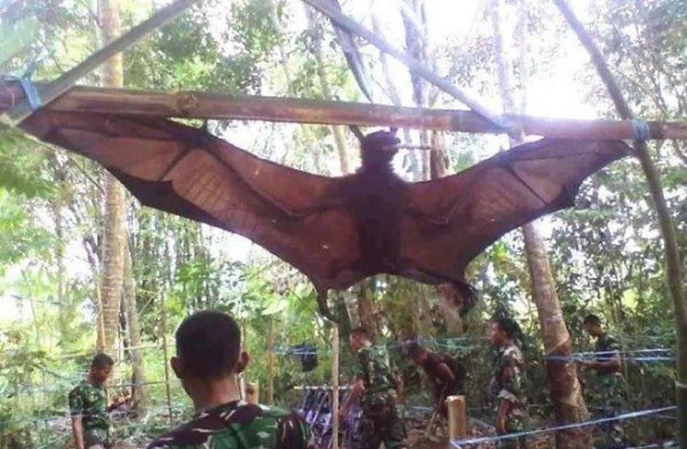 Murciélago de 2 metros en Filipinas. (Web)