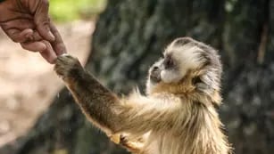 Ver monos en libertad es una posibilidad en el santuario de Proyecto Carayá. (Proyecto Carayá)