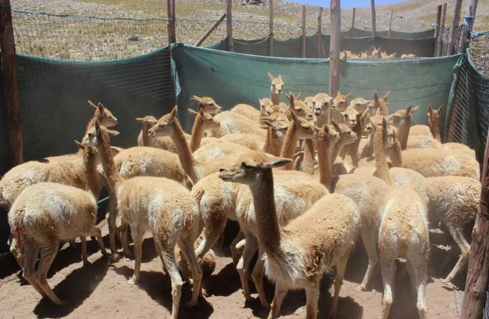 Vicuñas de Jujuy