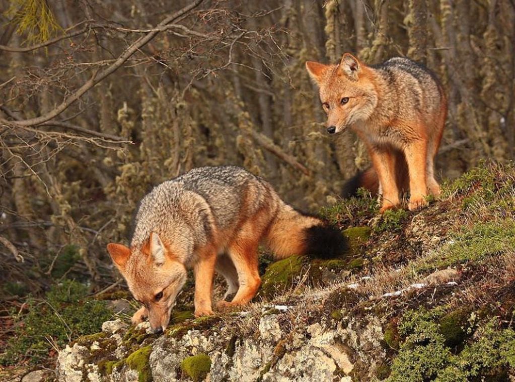 Zorros colorados Península Mitre.