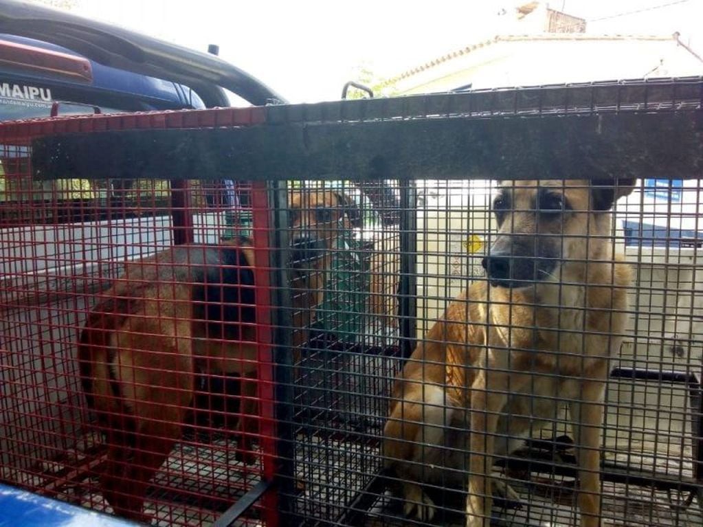 Allanamiento y secuestro de perros en Agua de Oro (Foto: Prensa Agua de Oro)