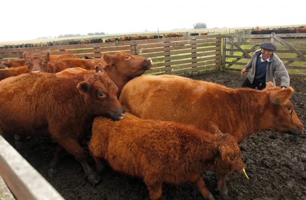 Durante 2017 aumentó la faena de bovinos y porcinos en Neuquén. Foto: REUTER.