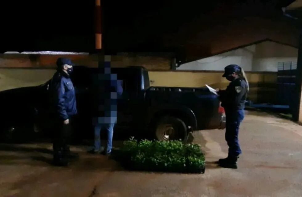 La madre del ahora detenido confirmó que fue él quien llevó los plantines a su casa.