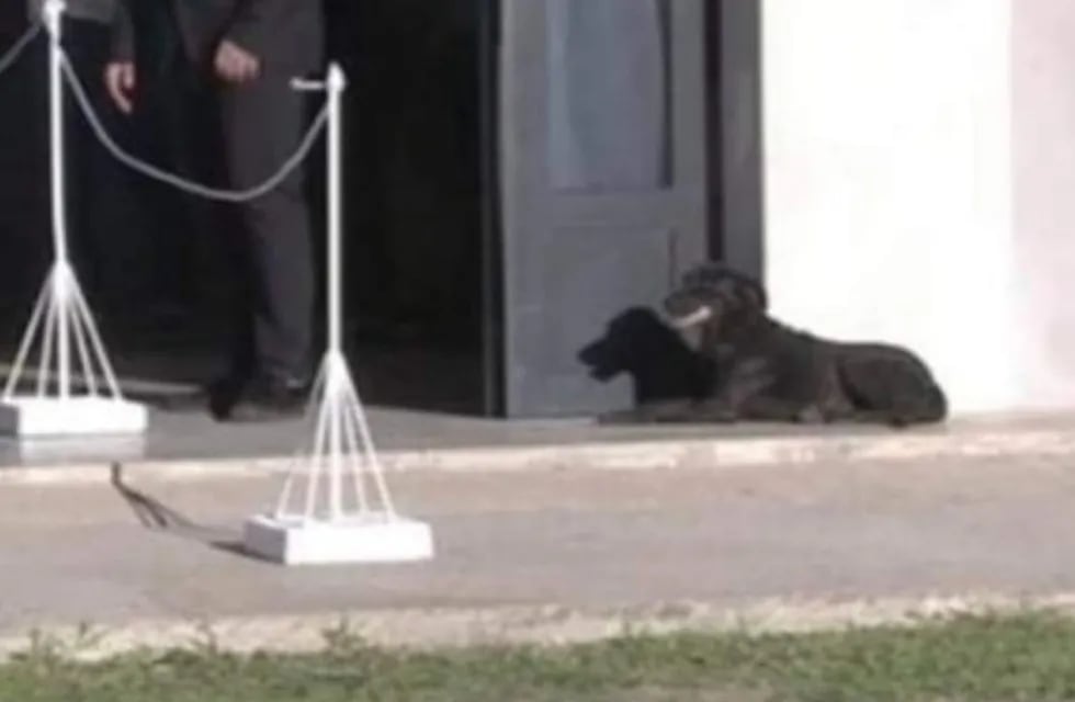 Un perro callejero generó confusión en el velatorio de Emiliano Sala. (Twitter)