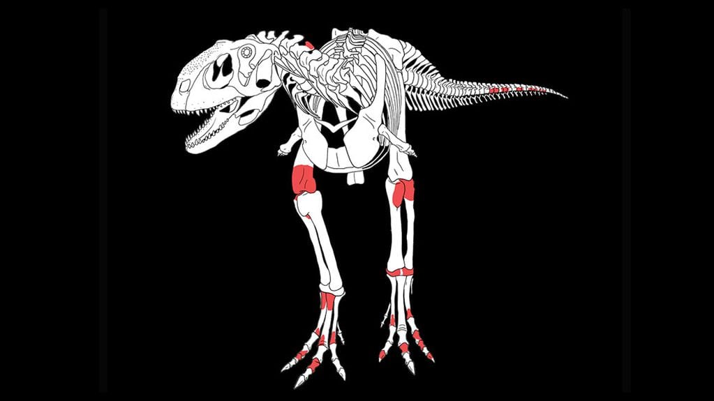 El CONICET descubrió una nueva especie de dinosaurio depredador que habitó en América Latina.