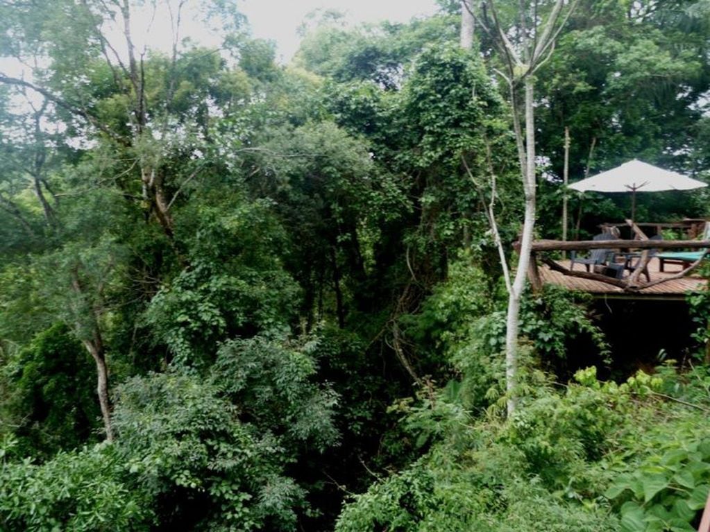 Turismo de medio ambiente en la selva misionera cercana a las reservas que mantiene la provincia.