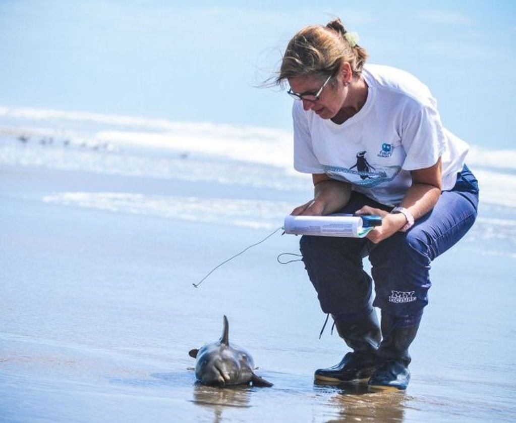 Hallaron 14 delfines muertos en las playas del Partido de la Costa