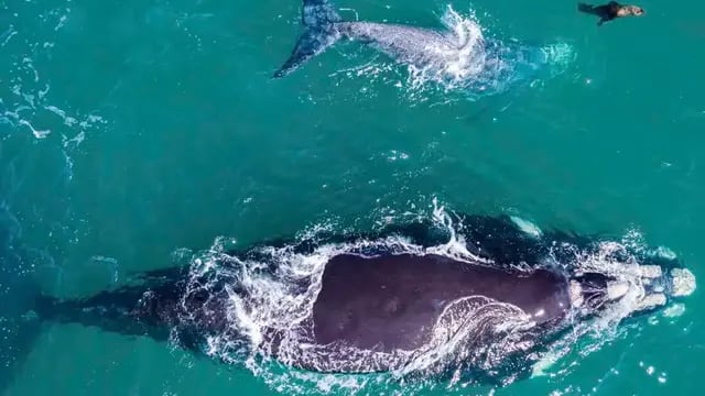 ballenas y lobo marino