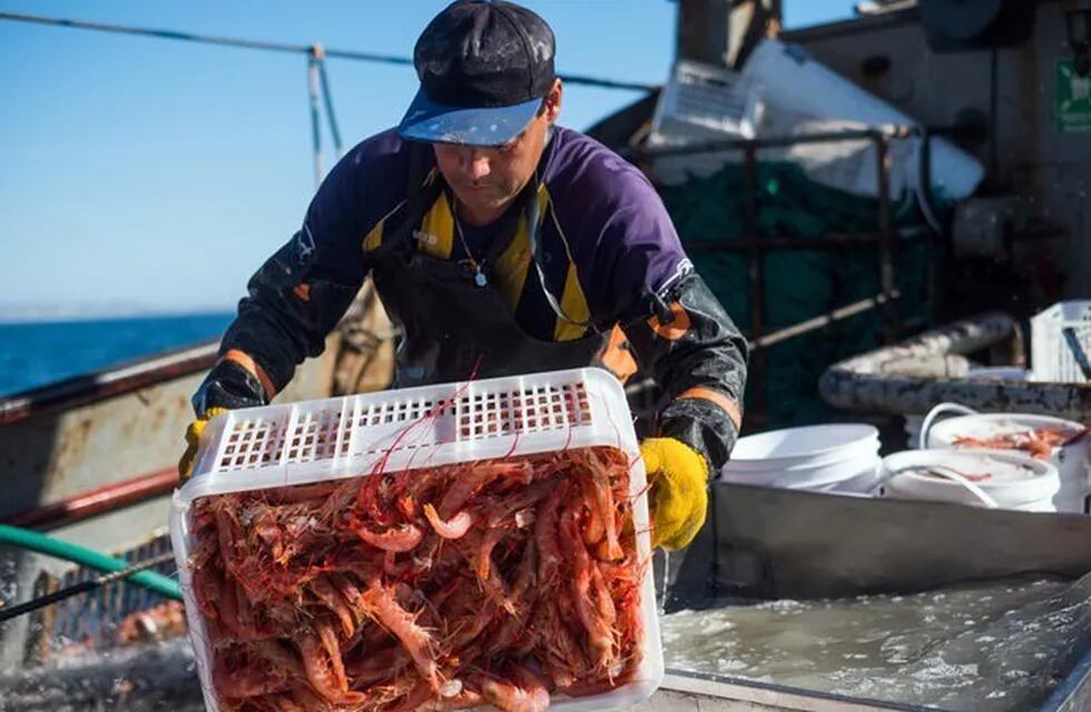 Mar del Plata se convirtió en el puerto líder en descargas de calamar (Foto: Revista Puerto)