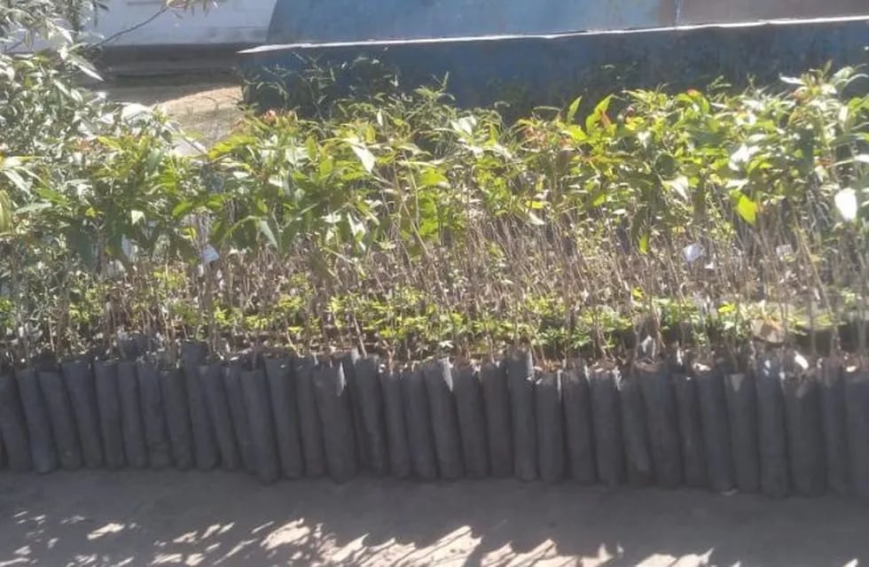 Sumaron 2600 árboles nativos al vivero municipal de Carlos Paz