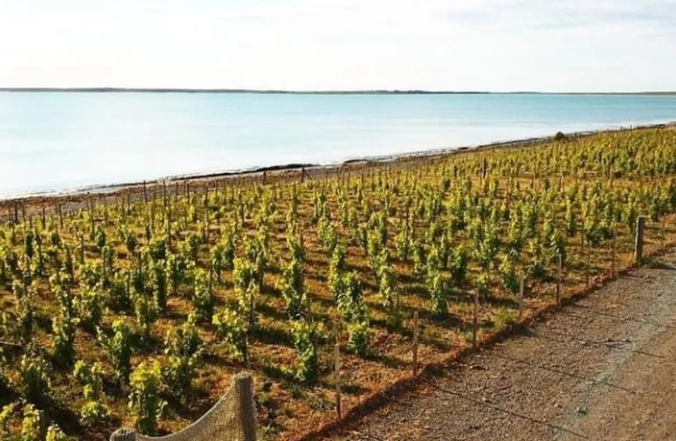 Viñedos de Bahía Bustamante, situados en Chubut. Los vinos de mar han develado sorpresas interesantes.
