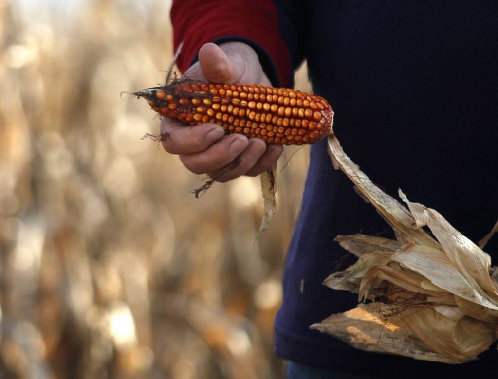 La producción de maíz va en aumento en la Argentina y se plantea como un alimento de animales que proveen proteínas. (CIMECO)