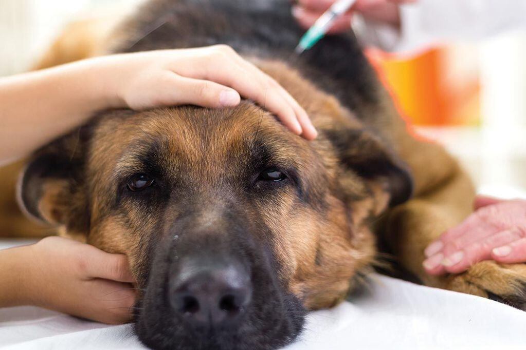 Piden el regreso de la eutanasia para perros en El Calafate.
