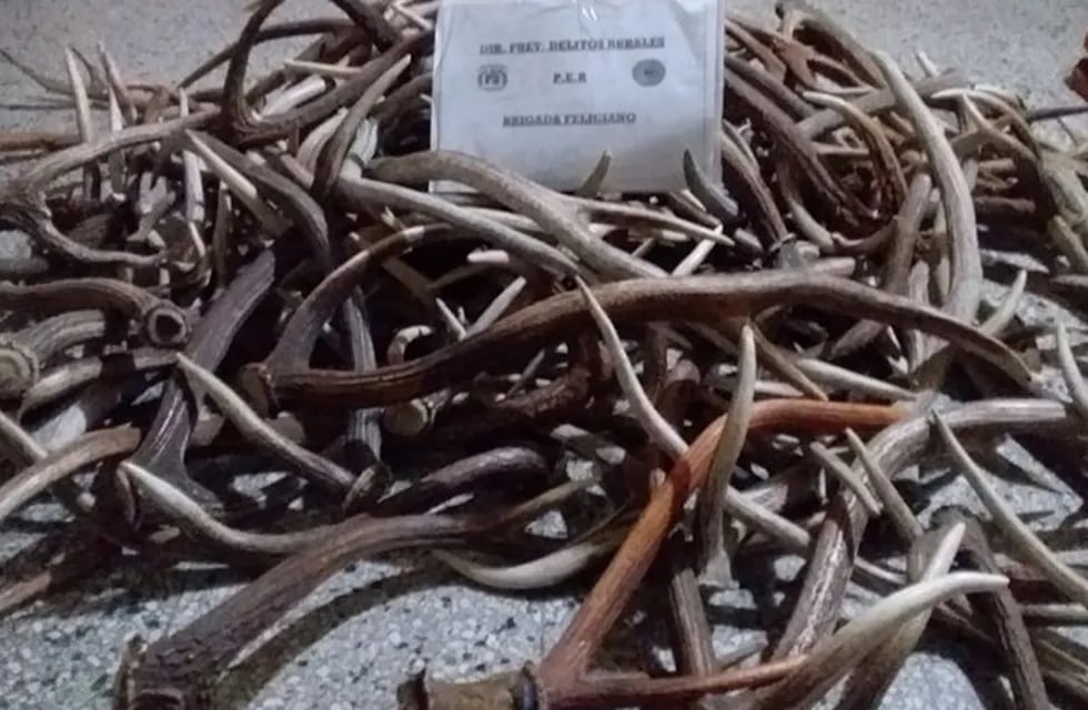 Incautaron 63 kilos de astas de ciervos en Feliciano