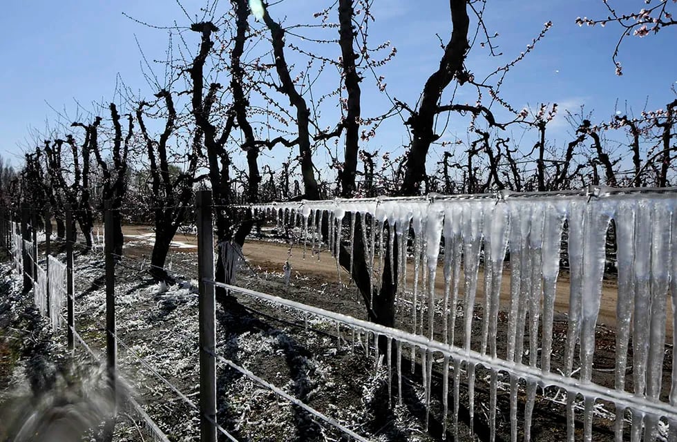 Las heladas tardías en Mendoza han provocado grandes daños en la producción. 
Foto: Claudio Gutierrez  Los Andes