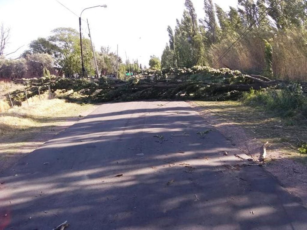 Las ráfagas de viento superaron los 100 kilómetros lo que generó la caída de decenas de árboles y grandes ramas en distintas zonas de San Rafael.
