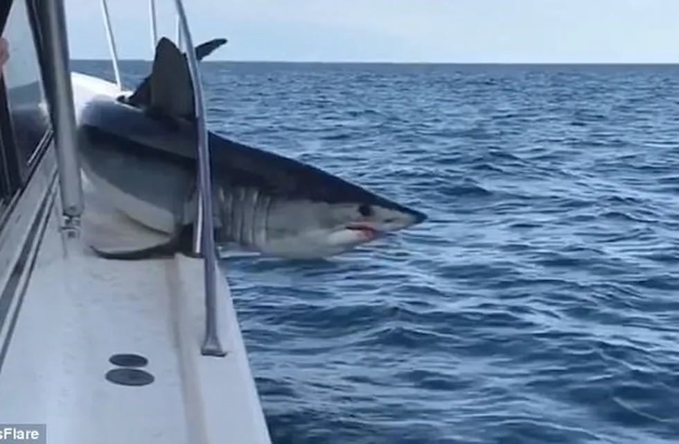 Un tiburón se subió al barco de unos pescadores.