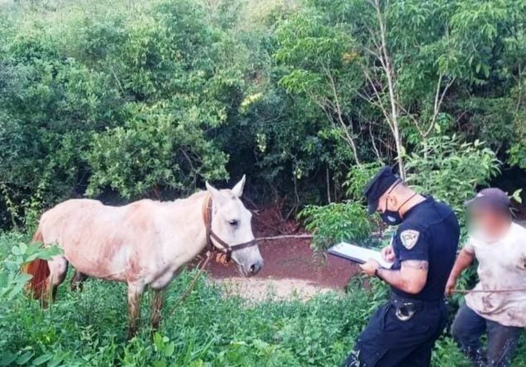 Un violador de caballos aterroriza a los vecinos de San Carlos. (Imagen ilustrativa)