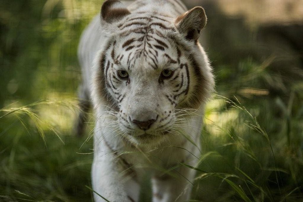 Los tigres blancos del Ecoparque viajan a un santuario en Estados Unidos (Ecoparque)