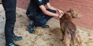 IMÁGENES SENSIBLES| Rescatan a un pitbull que era arrastrado desde un  auto en movimiento en Dos de Mayo