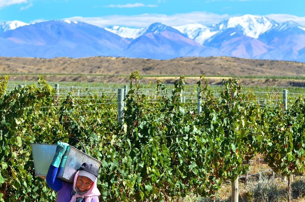 Trabajadores de la viña podrán jubilarse anticipadamente. Foto: Claudio Gutierrez / Los Andes  