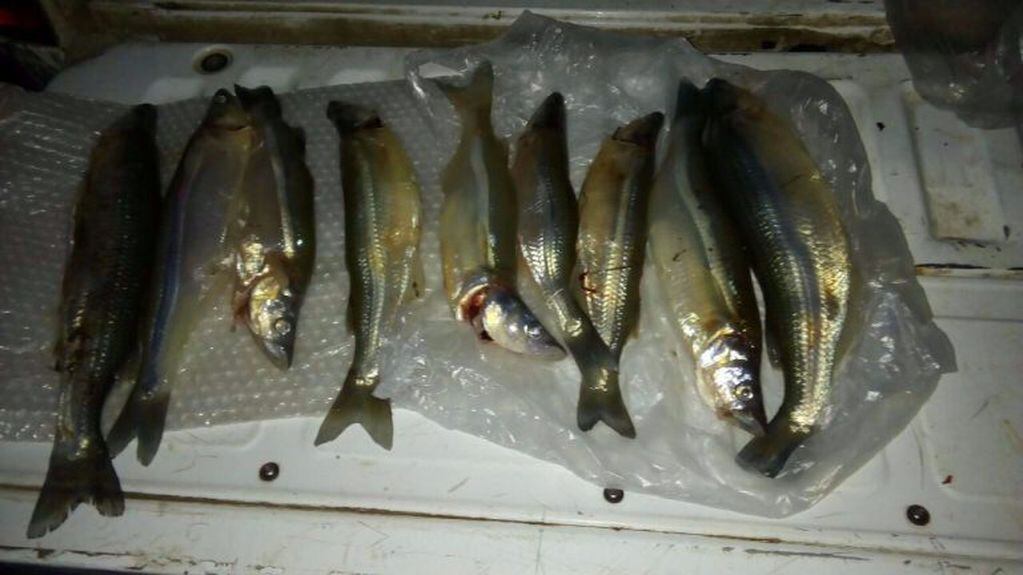 Los pescados furtivos fueron encontrados en la laguna La Susana.