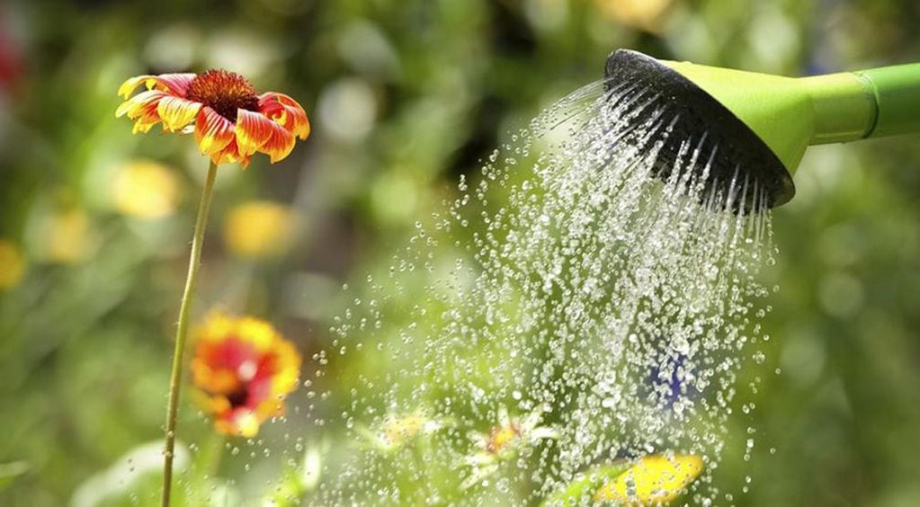 Ola de calor: las claves para evitar que sufran las plantas expuestas al sol