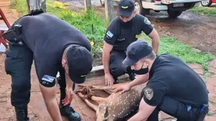 Itacaruaré: rescatan a un ciervo herido del patio de una vecina