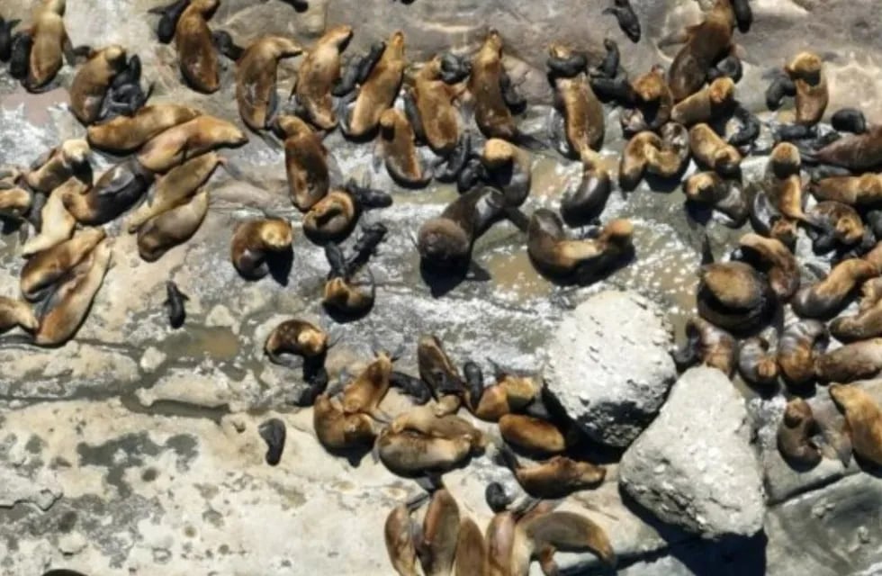 Se registró récord de nacimientos de lobos marinos en Punta Marqués.