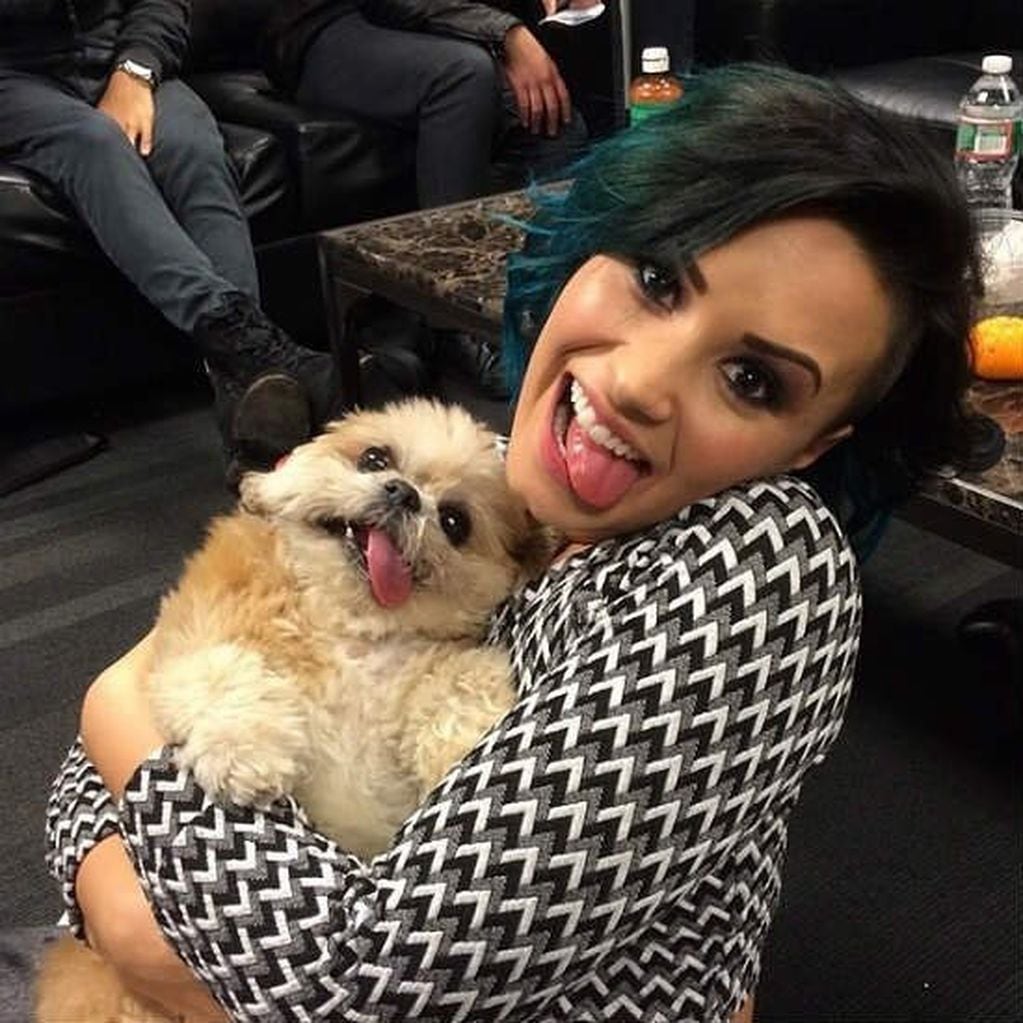 Marnie junto a la cantante Demi Lovato. (Instagram/@marniethedog)
