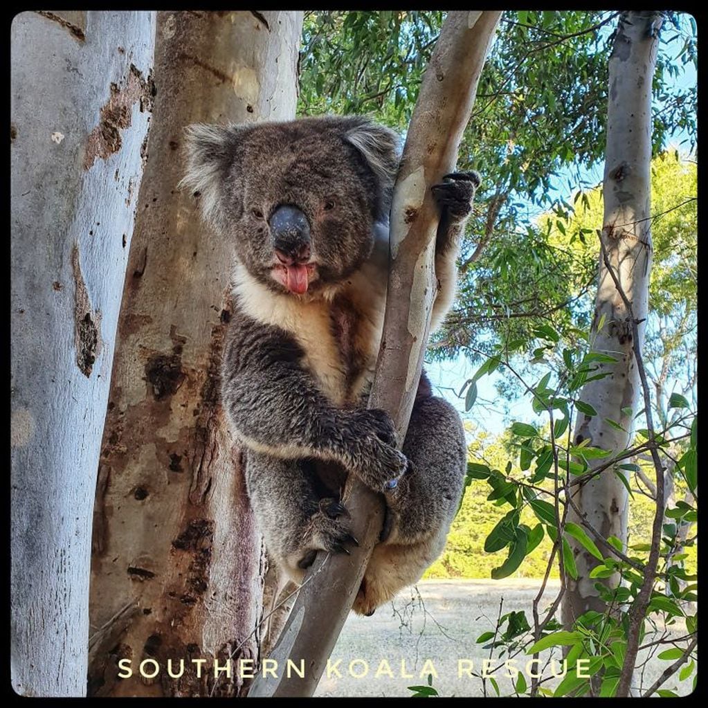 Un tierno Koala lame un árbol para calmar la sed (Web)