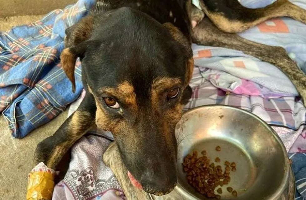 Le tiraron agua hirviendo a un perro y fue rescatado en Corrientes.
