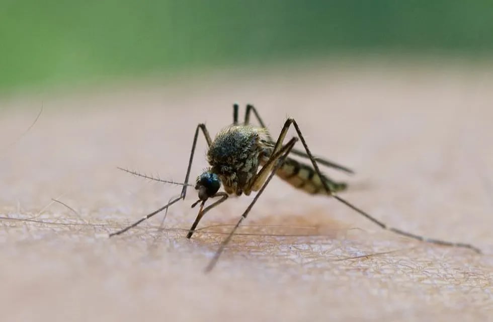 ARCHIVO - Un mosquito pica el brazo de un hombre el 20/08/2011 en Fru00e1ncfort, Alemania. Kenia, Malaui y Ghana comenzaru00e1n en 2018 a probar la primera vacuna contra la malaria, segu00fan anunció el 24/04/2017 la Organización Mundial de la Salud (OMS).rn(Vinculado al texto de dpa 