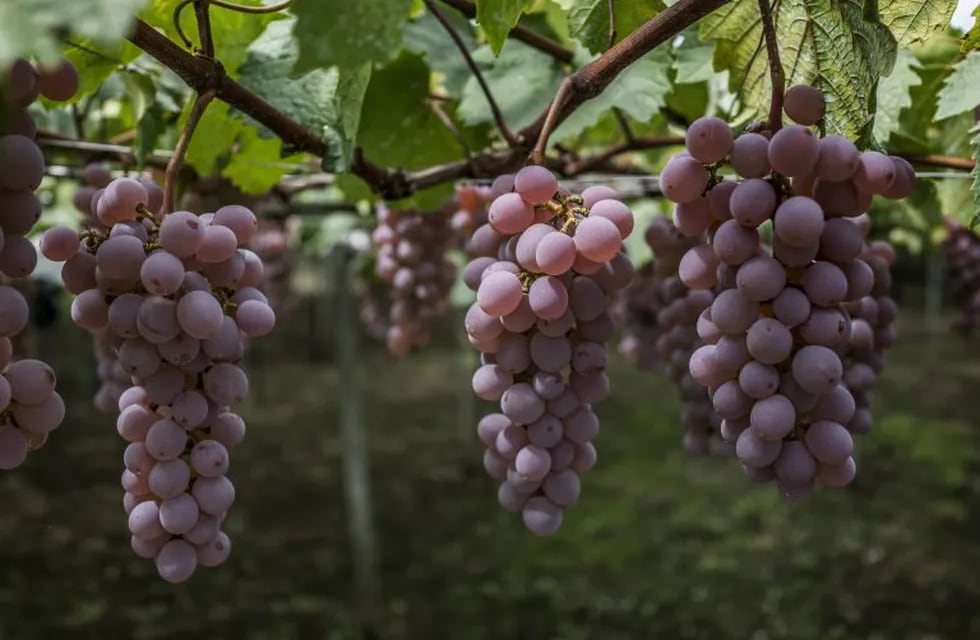 La industria vitivinicola ayuda contra el coronavirus. (Bloomberg)