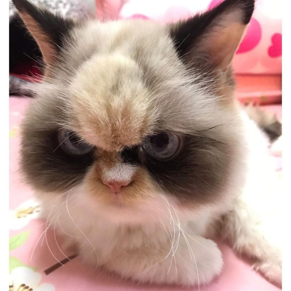 La nueva "Grumpy cat" que sorprendió en Instagram (Foto: Instagram/ @the_cat_named_meowmeow)