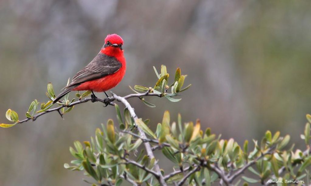 Las 15 aves más traficadas en Córdoba durante 2017.